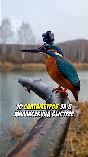 Mysterious Kingfisher Strike: Camera Caught the Incredible!