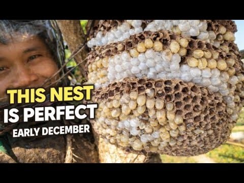 THIS WILD BEE NEST WAS ABSOLUTELY PERFECT… UNTIL WE GOT CLOSER
