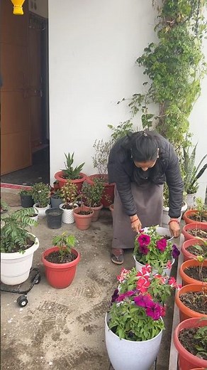 Three layers stand set up for terrace garden 🪴 #garden #gardenideas #plantlover #gardening #plants