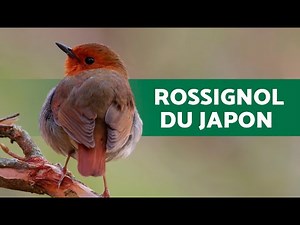 ROSSIGNOL DU JAPON 🕊️ Superbes spécimens de ce ROSSIGNOL MAGNIFIQUE!