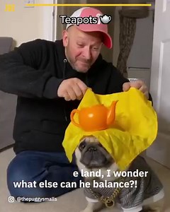 135K views · 3.2K reactions | This pug is a balance master  | Comedy JOE | Facebook
