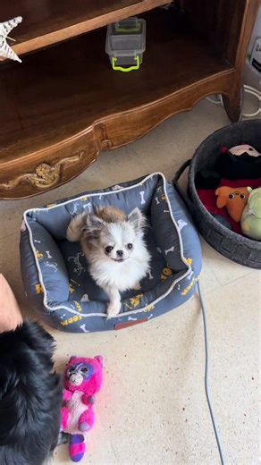 teacupchihuahua su TikTok