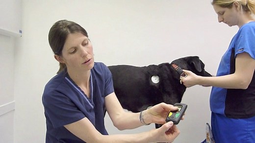HeartVets - Fitting a Holter monitor to a dog