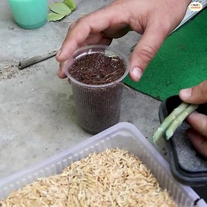 How To Grow Adenium From Cuttings | Desert Rose Growing From Cuttings | Adenium Propagation and Care Part 4 | HLD Experiment