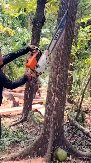 tree felling techniques that make a profit#wood#woodworking#shortvideo