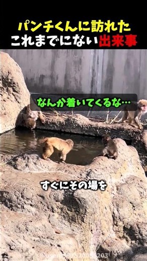 パンチくんに訪れたこれまでにない出来事… #がんばれパンチ