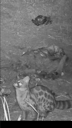 Large Spotted Genet 🐆😍 | Captured on Camera 3 - Trail Camera Footage