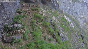 Bearded vulture reintroduction