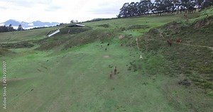 An alpaca (Vicugna pacos) is a domesticated species of South American camelid. It resembles a small llama in appearance. There are two breeds of alpaca; the Suri alpaca and the Huacaya alpaca. The lla Stock Video