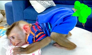 Funny moment genius monkey is pooping ran to mom ask for changes diaper | Camp US News