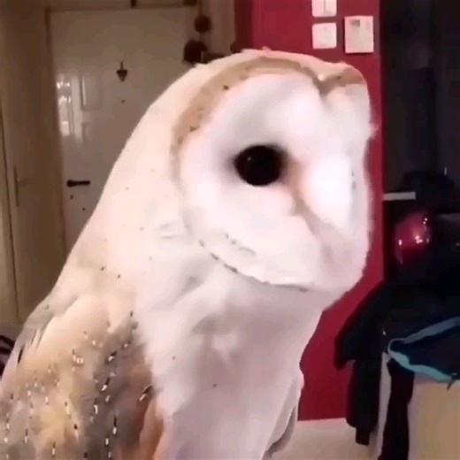 养一只哈利波特同款的猫头鹰是什么体验