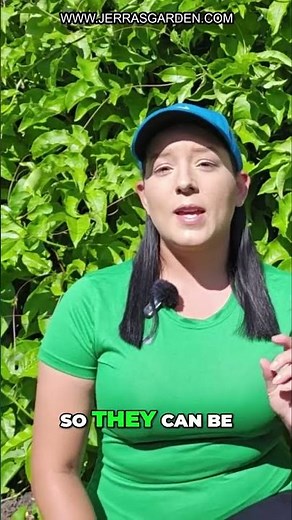 Squash Bug Life Cycle: From Egg to Adult Pest!