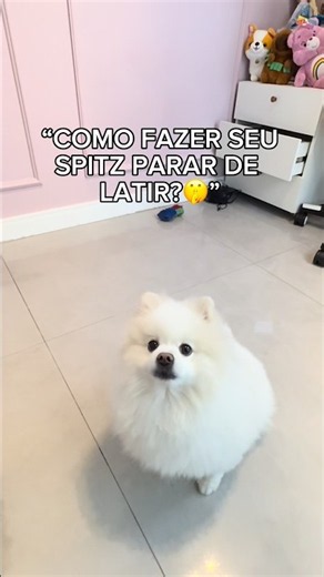 COMO FAZER SEU SPITZ PARAR DE LATIR? 🤫 insta @dicasdajuza