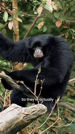 Hear a deep, booming call echoing through Rainforest Wild ASIA? That's the sound of our siamangs! 🔊🎶 This International Gibbon Day, join Ranger Nazifa for a closer look at our siamang pair to learn more about their unique vocalisations, as well as their life high up in the treetops. 🌳 Ready to meet them? Plan your visit to Rainforest Wild ASIA today: https://go.mandai.com/RainforestWild_ASIA 📍The Canopy, Rainforest Wild ASIA #MandaiWildlifeReserve #RainforestWildASIA #InternationalGibbonDay 