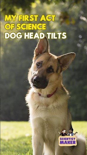 Why Do Dogs Tilt Their Heads? 🐶 | My First Act of Science