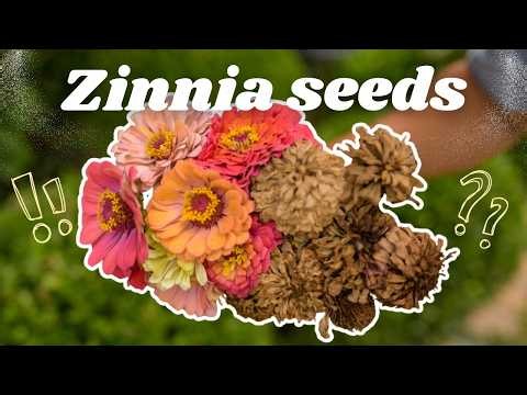 How to Save Zinnia Seeds That Actually Germinate Next Year