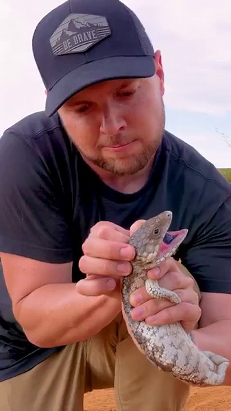 Tick burden: The lizard inspection