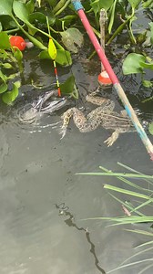 Amazing fish trapping video | MR Fishing Life