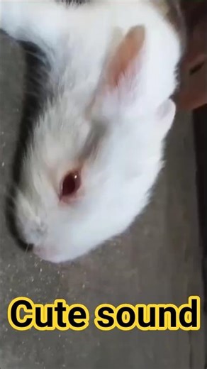 Baby Rabbit Cute sound #rabbit #cute