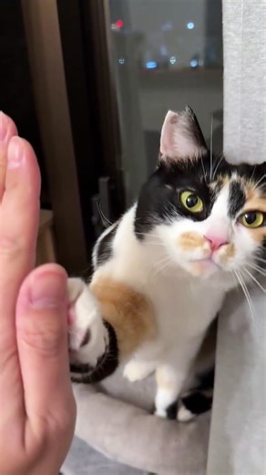 A Cute Kitten Shaking Hands with Me.” 🐾😺