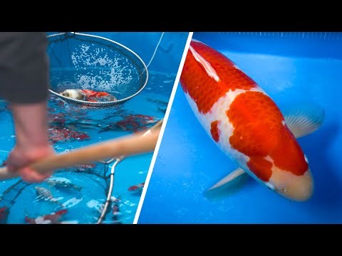 Koi Pond Essentials: Finding the Best Netting Pole for Your Fish