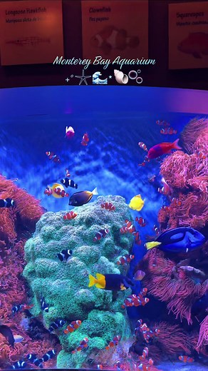 Explore Monterey Bay Aquarium: A Summer Adventure