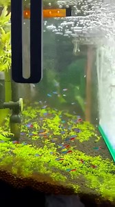 559K views · 3.1K reactions | Awesome ecosystem for Angelfish #aquarium #aquariumfishtank #fishaquarium #fishtanksetup #fish #diy 62 | Aquatic Wonders Hub | Facebook