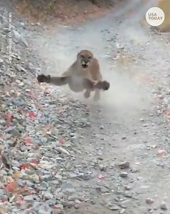 What this hiker caught on video is terrifying. | USA TODAY Video