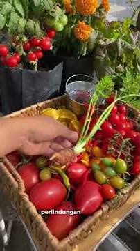 sayuran IMPORT di kebun mini garden! #minigarden #garden #farming #gardening