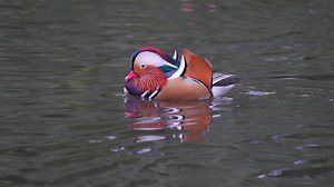 clip-3436658035-duck-swimming-water