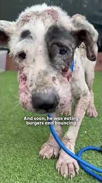 Sad Street Pittie Is Unrecognizable Now | The Dodo