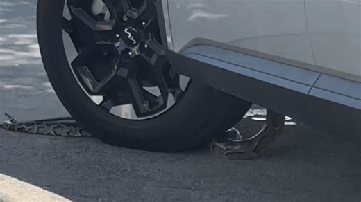 Large Snake Slithers Into Car in Drive-Thru Queue