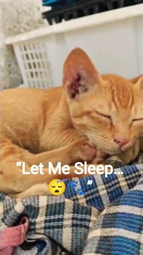 “Don’t Wake Me Up! Sleepy Mini Odu Kitten Snoring 😴😺”#kittens