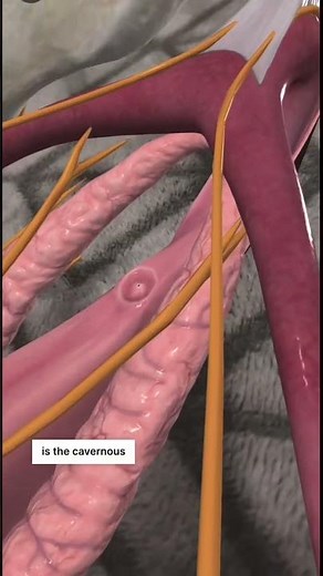 The Clitoral Nerves: Basic Anatomy