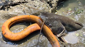 608K views · 1.8K reactions | Best Eel Hunting Big Monster Fish Eating Eel Fish | AB Fishing | Facebook