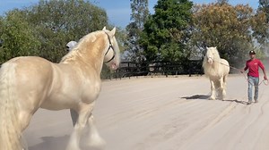 4.5M views · 22K reactions | Saludando a Papá! Hora de jugar juntos ! Blizzard y Marco Polo CA Los mejores Gypsy Vanner de México Solo en RD Padre e Hijo Gypsy Vanner Capa Cremello Ojo Azul Heredan características con prueba de pelaje SOLO MAQUILAS | Rancho El Descanso - Eventos y Criadero de caballos | Facebook