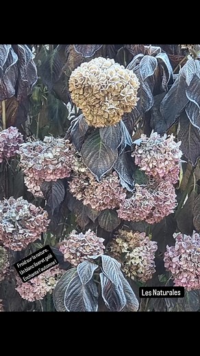 Les Naturales on Reels | Facebook