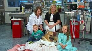 Dog Saves Young Girl From Rattlesnake