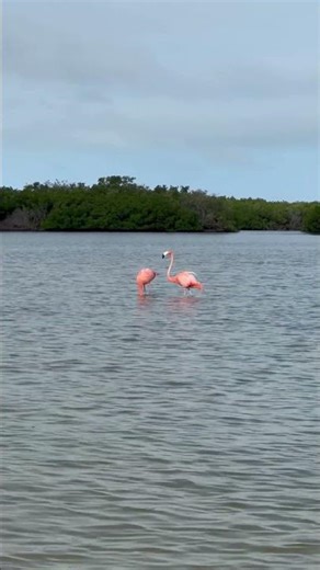 Pink Flamingo Sound in the Wild | Funny Sound #flamingo