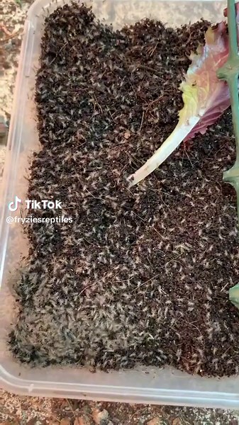 Cricket Breeding Wonders: Hatching Process Revealed