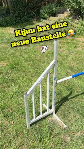 Wenn dein Hund das Poolwasser spontan braun färbt… 😂