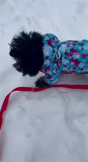 Хвала тем людям, которые думают о животных, а не о своих ... Даже о чем вообще думают люди, когда стреляют питарды, запускают салюты?! Скорее всего они не думают!!! А жаль... #гибрид #дворняжка #собака #мальтипу