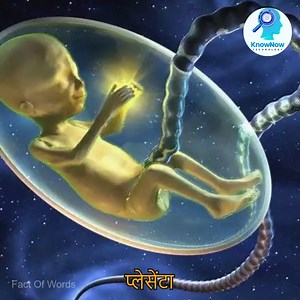 14K views · 269 reactions | See how the baby develops in the womb during pregnancy..? #godgift #DidYouKnow #facts #pregnancy ##pregnancyjourney #mother | KnowNow | Facebook