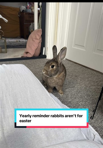 Why You Should Research Before Adopting a Rabbit