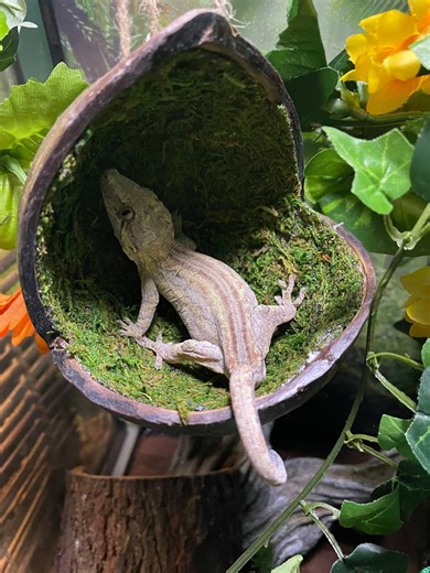 Mossy Swing - Moss Filled Coconut Hide for Reptiles - Etsy