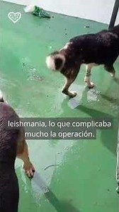 🐾 Pelusa por fin tiene una segunda oportunidad