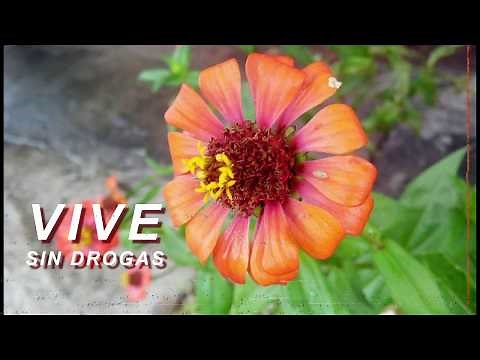 rap vive sin drogas - florecita (lyrics / letra)