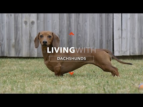 ALL ABOUT LIVING WITH DACHSHUNDS