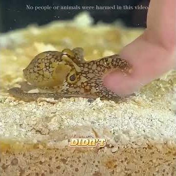 🌊 The girl set the turtle free, but an octopus clung to her!#pets #lovely #shorts