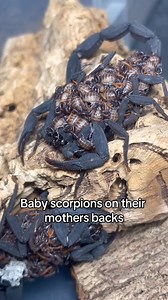 150K views · 462 reactions | #scorpions #arachnids #arachnid #scorpion | Shawn’s Exotics | Facebook
